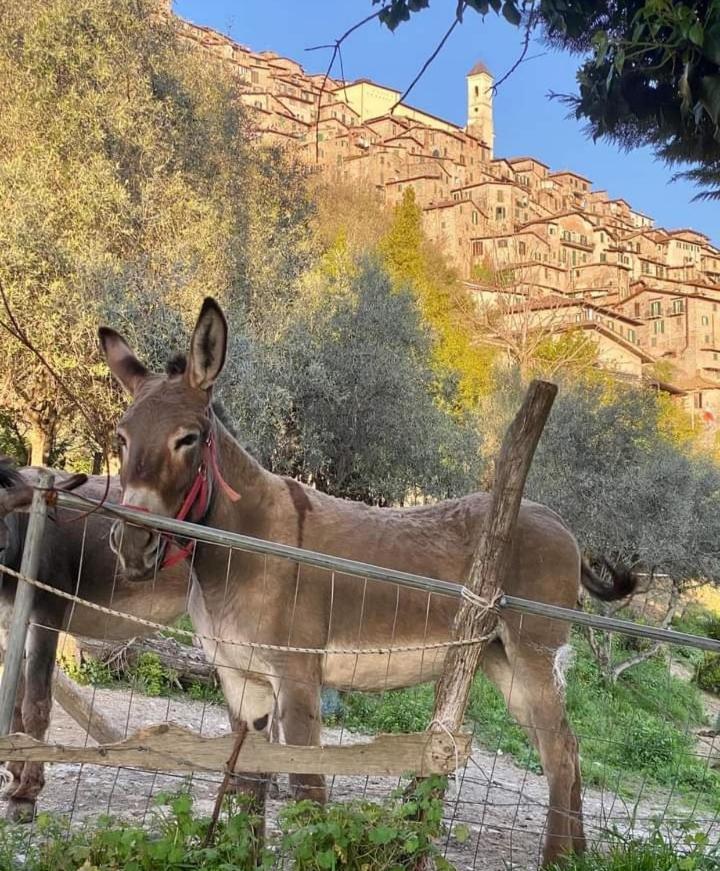 Casetta Nel Borgo Olevano Romano Luaran gambar